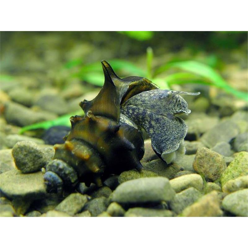 Brotia pagodula - imagine 3